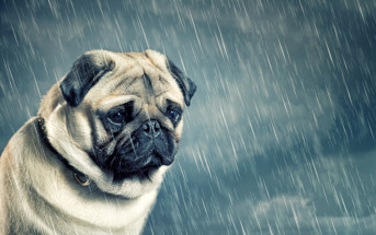 sad looking pug in the rain