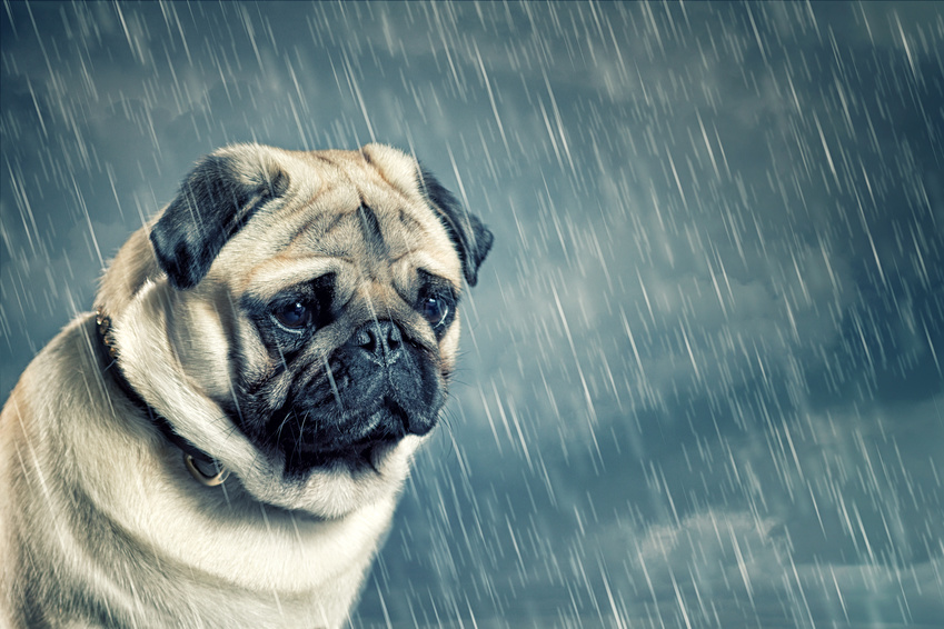 sad looking pug in the rain