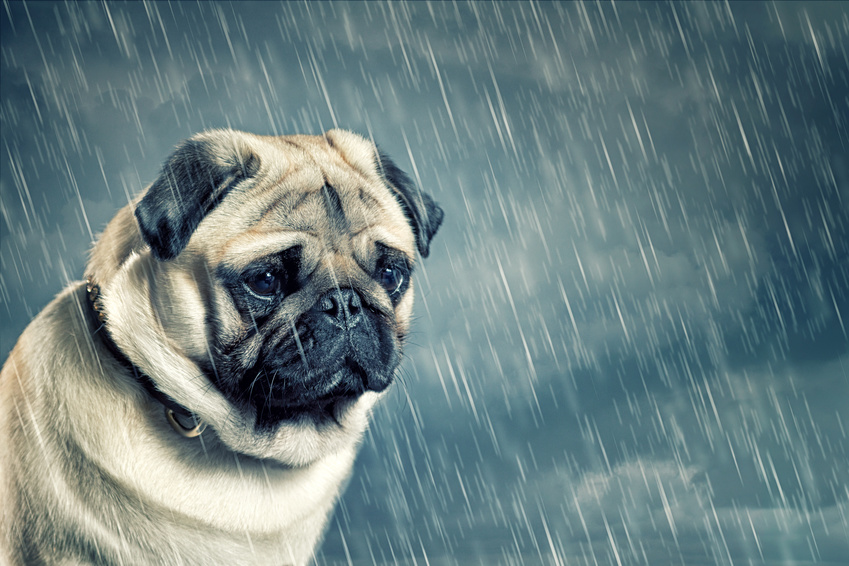 sad looking pug in the rain