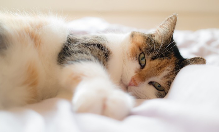 cat lounging on bed