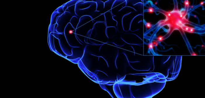 concept of serotonin in the brain