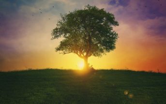 tree on hill with sunrise - concept of inspirational quotes about life