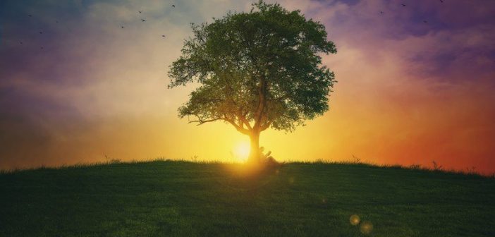 tree on hill with sunrise - concept of inspirational quotes about life