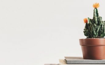cactus plant in pot against gray background showing a minimalist lifestyle