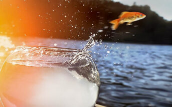 goldfish jumping out of bowl and into ocean - concept of comfort zones