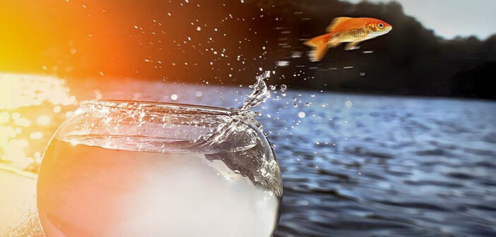 goldfish jumping out of bowl and into ocean - concept of comfort zones