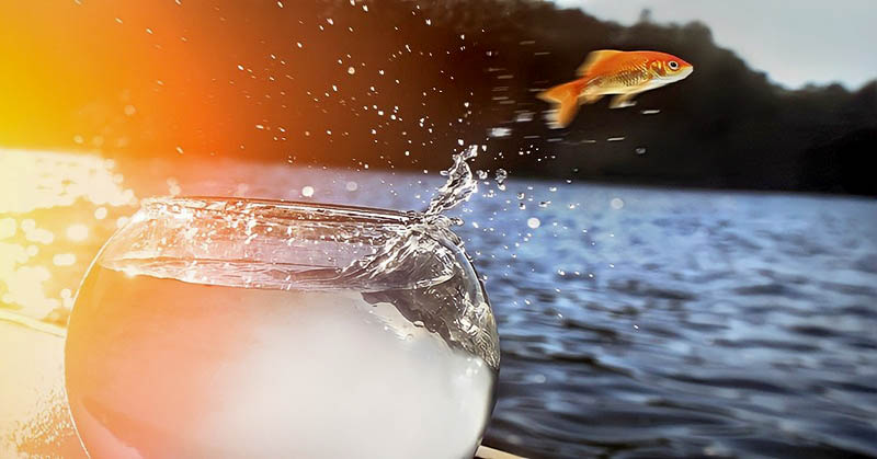 goldfish jumping out of bowl and into ocean - concept of comfort zones