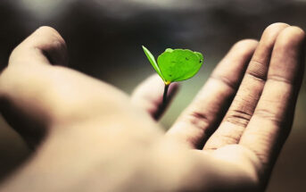 hand holding leaf illustrating life