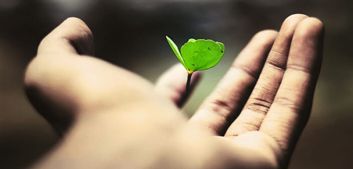 hand holding leaf illustrating life