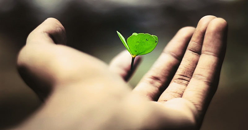 hand holding leaf illustrating life