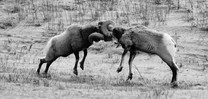 long horn sheep butting heads - illustrating being confrontational