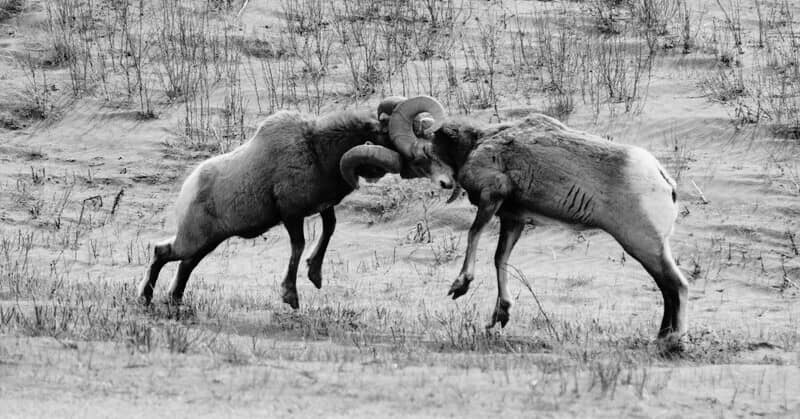 long horn sheep butting heads - illustrating being confrontational