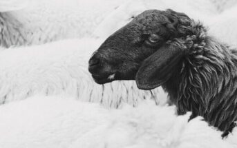 black sheep of the family - a black sheep among a flock of white sheep