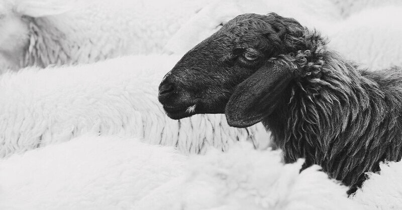 black sheep of the family - a black sheep among a flock of white sheep