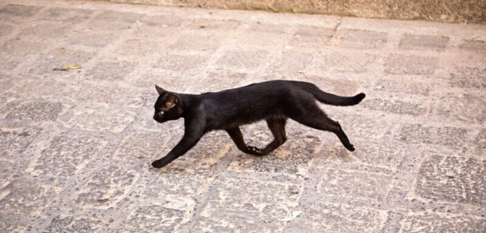 black cat crossing your path superstition