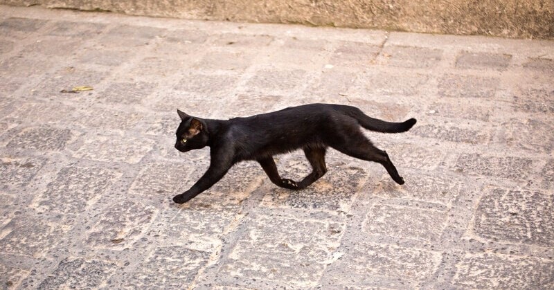 black cat crossing your path superstition