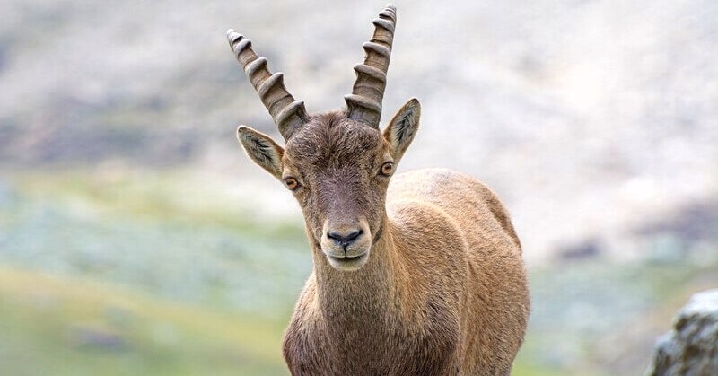 ibex goat illustrating family scapegoat