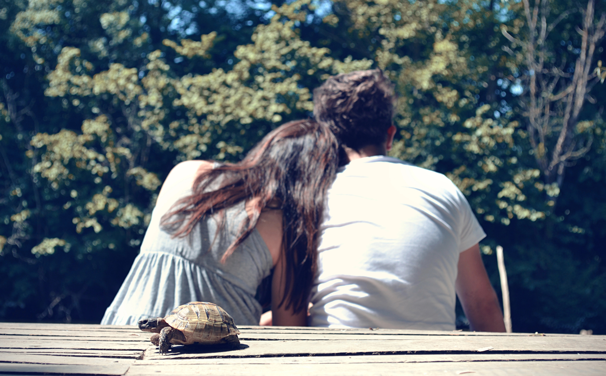 A couple sits closely together on a wooden platform, viewed from behind. They are surrounded by lush greenery. In the foreground, a small tortoise is walking on the platform, seemingly unaware of the couple in the background.